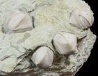 Multiple Blastoid (Pentremites) Fossil - Illinois #48670-2